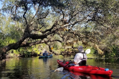 Two kayakers navigate a serene waterway surrounded by lush greenery and overhanging trees.