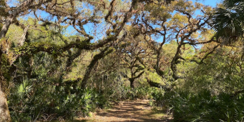 A sunlit forest path surrounded by lush greenery and sprawling trees with twisting branches.