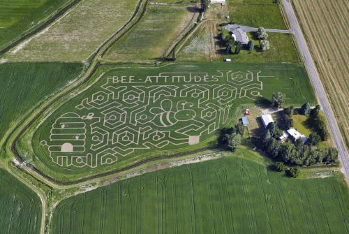 Aerial view of a corn maze shaped like bees and hexagons, with the text "BEE-ATTITUDES" in the design.