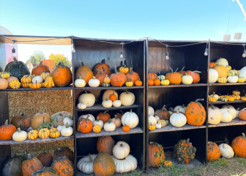 Shelves filled with various pumpkins and gourds in different colors and sizes, set against a clear blue sky.