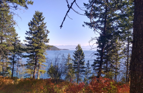 A serene lake view framed by tall trees and colorful foliage under a clear blue sky.