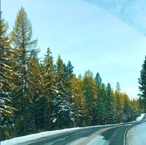 A snowy road lined with tall evergreen trees, showcasing a winter landscape under a clear blue sky.