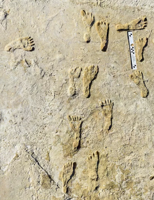 Fossilized footprints in sandy terrain, with a measuring scale for reference.