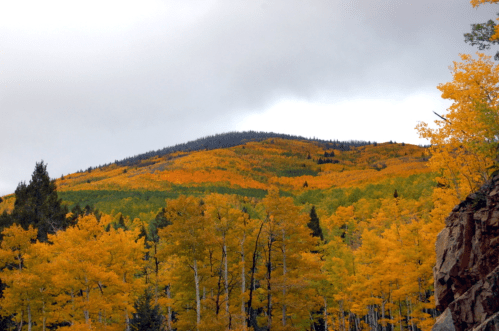 Vibrant autumn foliage covers a mountain, with golden and green trees under a cloudy sky.