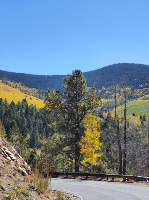 A winding road curves through a vibrant landscape of green and yellow trees under a clear blue sky.