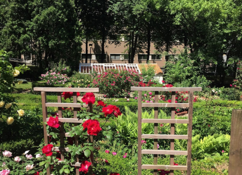 A vibrant garden filled with blooming roses and greenery, framed by wooden trellises and a building in the background.