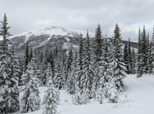 Snow-covered trees in a winter landscape with a mountain in the background under a cloudy sky.