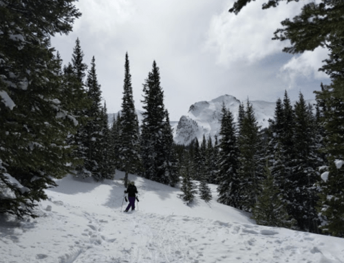 A person skiing through a snowy forest with tall pine trees and mountains in the background under a cloudy sky.