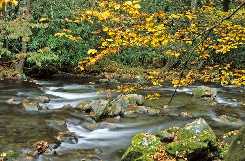 A serene stream flows over rocks, surrounded by vibrant autumn foliage in a lush forest.