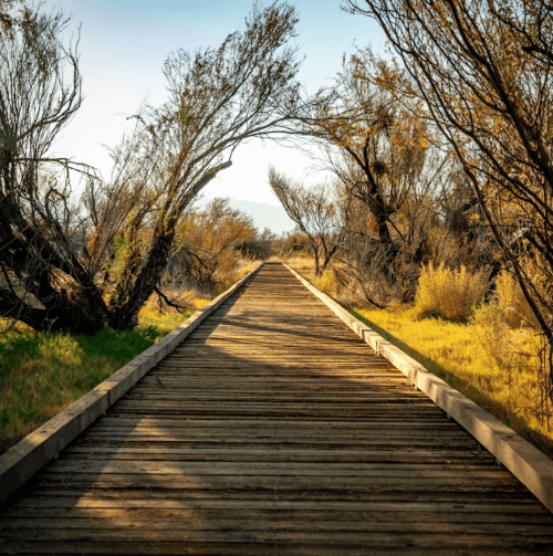 A wooden boardwalk stretches through a landscape of trees and grass under a clear sky.