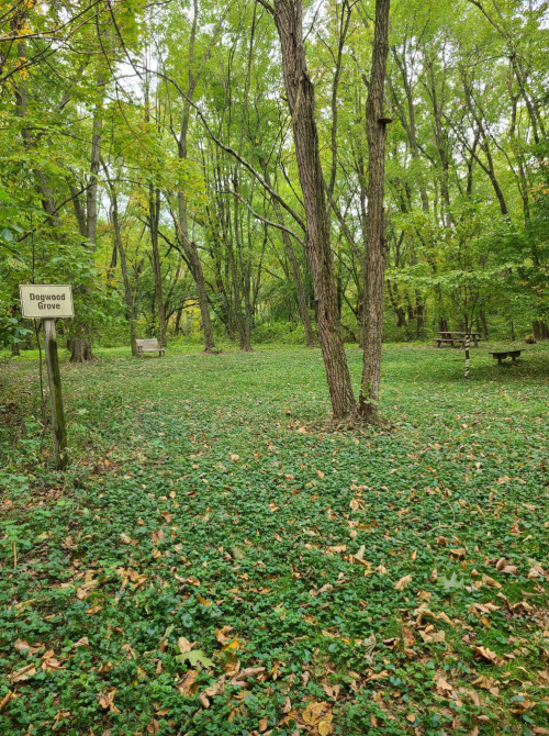 A serene grove with lush green foliage, a sign reading "Dogwood Grove," and a bench in a peaceful natural setting.