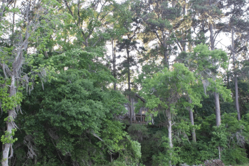 A secluded cabin nestled among lush green trees, surrounded by dense foliage and tall pine trees.