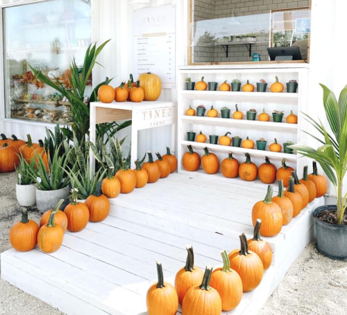 A white wooden display with numerous pumpkins arranged around it, set in a bright outdoor space.