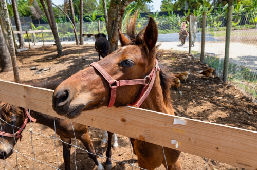 A brown horse with a pink halter leans over a wooden fence in a farm setting with trees and other animals in the background.