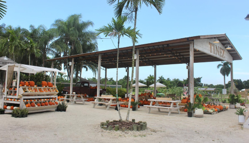 A pumpkin patch with wooden tables, a covered area, and palm trees in the background on a sunny day.