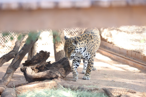 A jaguar walking on the ground near a log in a natural habitat setting.