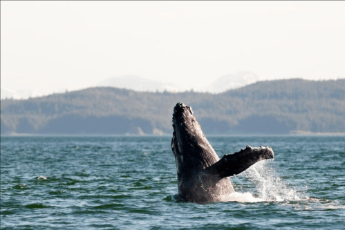 A humpback whale breaches the surface of the water, creating a splash against a backdrop of mountains.