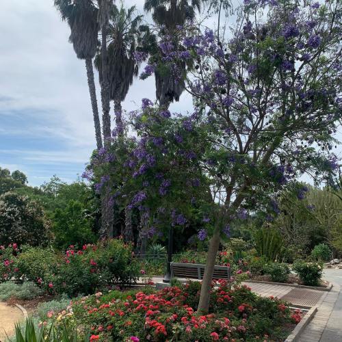 Lush garden with vibrant flowers and tall palm trees under a clear sky, creating a serene outdoor space.