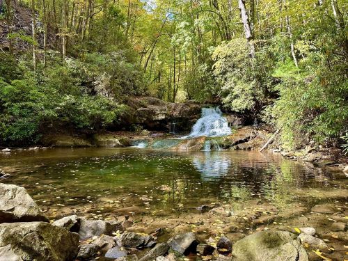 A serene forest scene featuring a small waterfall cascading into a clear pool surrounded by lush greenery and rocks.