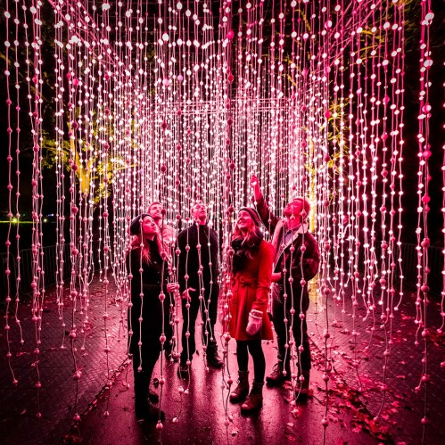 A group of five people stands among vibrant pink lights hanging in a forest setting, looking up in wonder.