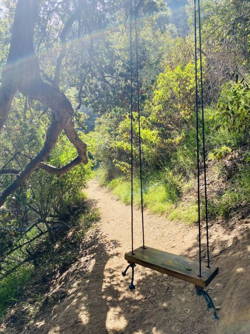 A wooden swing hangs from a tree along a sunny, winding path surrounded by lush greenery.