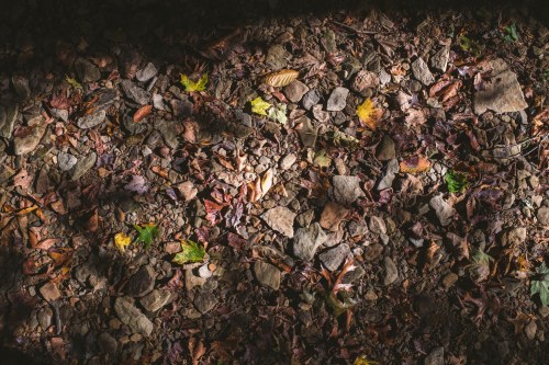 A textured ground covered with various stones and colorful autumn leaves in soft natural light.