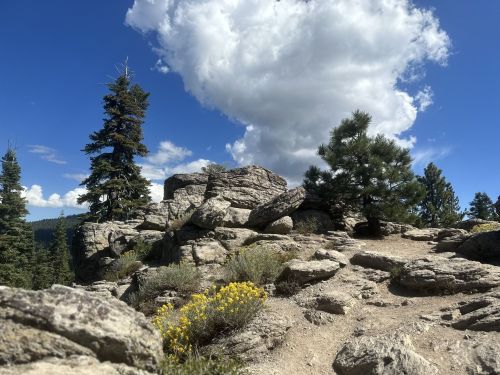 Rocky landscape with scattered trees and yellow wildflowers under a blue sky with fluffy clouds.