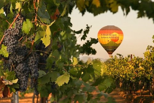 A hot air balloon floats above a vineyard, surrounded by lush grapevines and ripe grapes in the foreground.