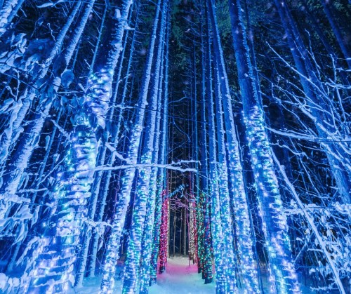A snowy forest path lined with colorful blue and red lights illuminating the trees.