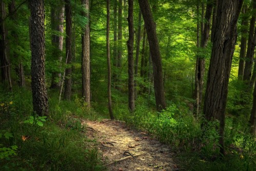 A serene forest path winding through tall trees and lush green foliage.