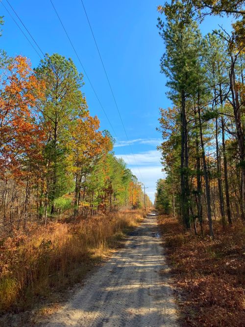 A dirt path lined with trees in autumn colors under a clear blue sky. Power lines stretch along the horizon.