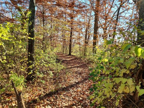 A serene forest path surrounded by trees with autumn leaves and sunlight filtering through the branches.
