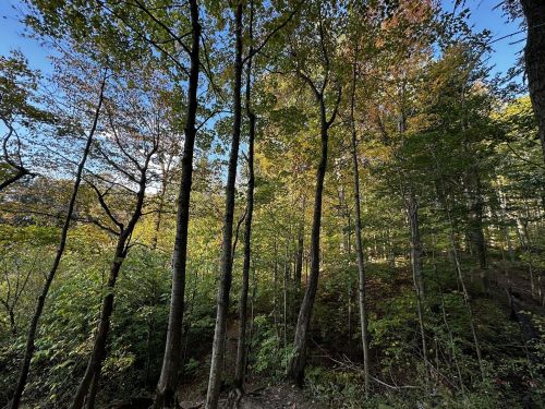 A serene forest scene with tall trees and vibrant green leaves under a clear blue sky.