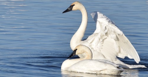 Two elegant swans gracefully swim in calm blue water, one with wings partially spread.