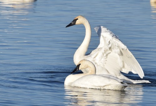 Two elegant swans glide across a calm blue lake, one with wings partially spread.