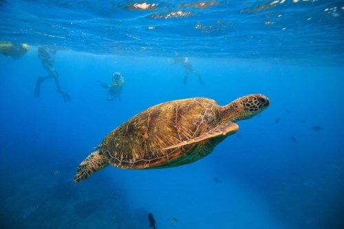 A sea turtle swims gracefully underwater, with divers exploring in the background among colorful fish.