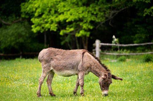 A donkey grazes in a lush green field with trees in the background.