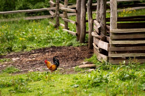 A colorful rooster walks near a wooden fence and barn in a grassy farmyard.