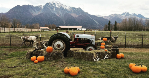 A vintage tractor surrounded by hay bales and pumpkins, with mountains in the background and deer nearby.
