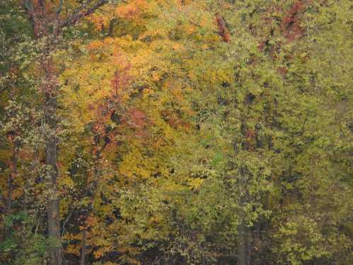 Vibrant autumn foliage with shades of orange, yellow, and green among trees in a forest setting.