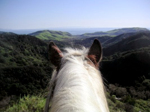 View from a horse's perspective overlooking green hills and the ocean in the distance under a clear blue sky.