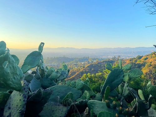 A scenic view of a city skyline surrounded by green hills and cacti under a clear blue sky at sunset.