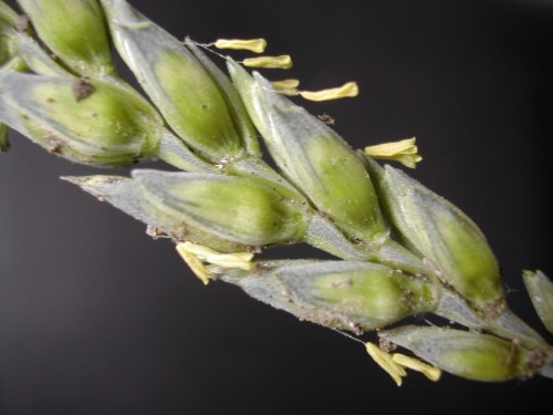 Close-up of a green plant stem with elongated seed pods and small yellow flowers against a dark background.