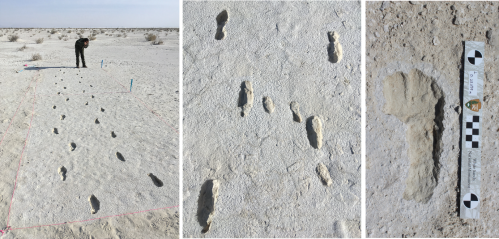 A researcher examines fossilized footprints in a dry, sandy landscape, with measuring tools and a scale bar for reference.