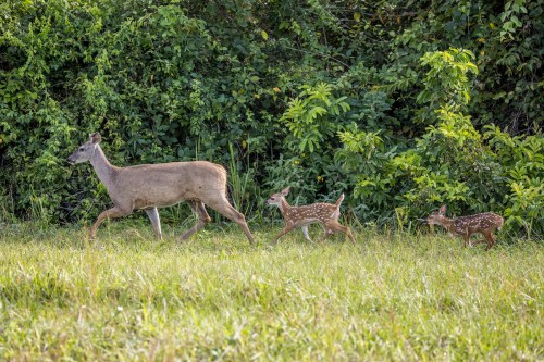 A doe walks through a grassy area with two spotted fawns beside her, surrounded by lush green foliage.