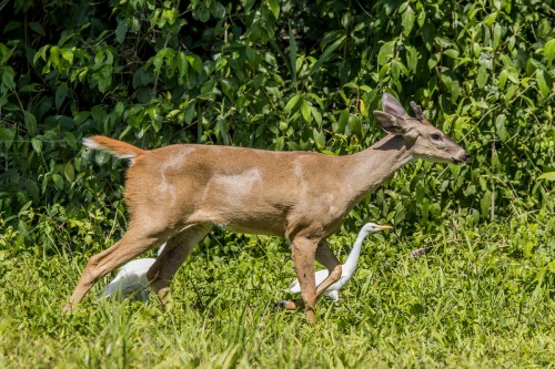 A deer walks through lush green grass, with a white bird following closely behind it.