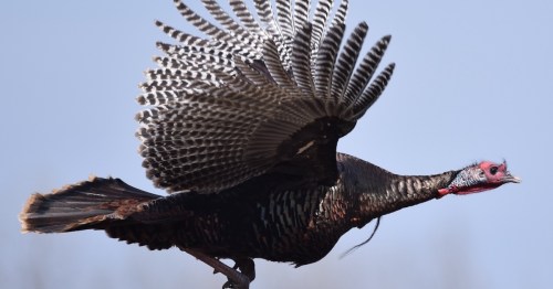 A wild turkey in mid-flight, showcasing its large, fanned-out tail feathers against a clear blue sky.