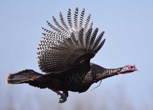 A wild turkey in flight, showcasing its colorful feathers against a clear blue sky.