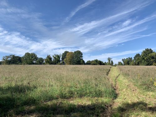 A grassy field under a blue sky with wispy clouds, featuring a narrow path leading through the landscape.