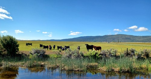 Cows grazing in a green field near a calm pond, with mountains and blue sky in the background.